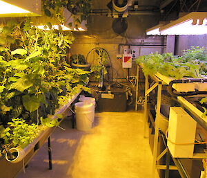 A view of one of the rooms in hydroponics with vegetables growing down both sides