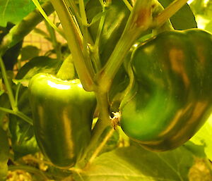 A green capsicum growing in Hydroponics at Casey 2014