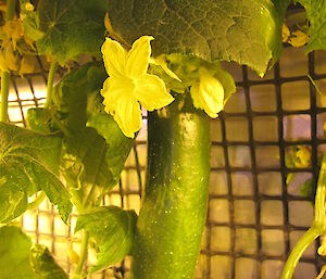 A cucumber growing in hydroponics at Casey