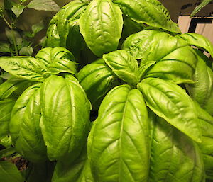 A sweet basil plant growing in the hydroponics facility