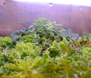 There are lettuces galore under the lights in the hydroponics facility