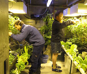 Two expeditioners prune the tomatoes in the hydroponics facility