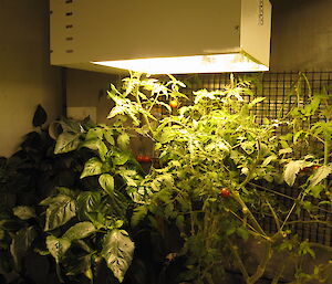 Tomato and capsicum plants in the hydroponics facility