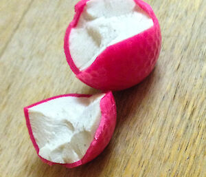 Close up of a bright pink golfball that has split into pieces due to the cold
