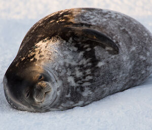 A Weddell seal on the sea ice in front of Casey station