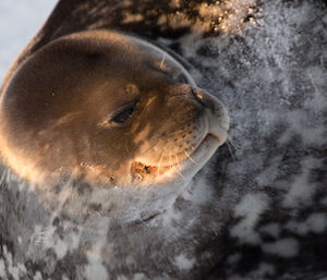 Seal looking up to see who is nearby taking the photographs