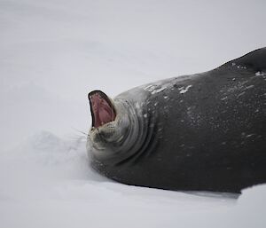 A seal yawning on the sea ice at Casey August 2014