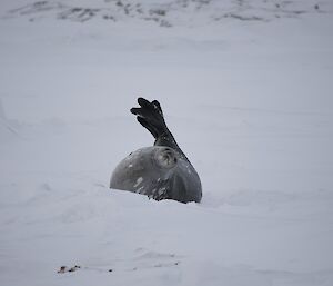 A Weddell seal appearing to wave a flipper on the sea ice at Casey August 2014