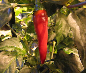 Chilli growing at Casey in the Hydroponics facility winter 2014