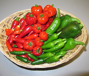 A basket full of a variety of chillies grown in the hydroponics facility at Casey winter 2014
