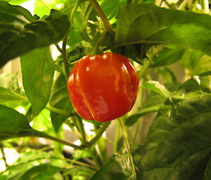 Giant red Habanero growing in the Hydroponics facility at Casey winter 2014