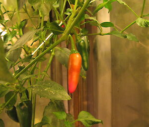 Chilli grwoing at Casey in the hydroponics facility winter 2014