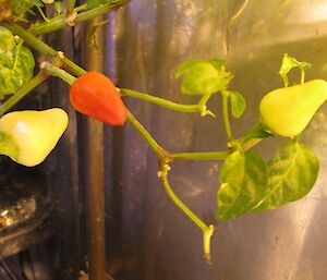 Chillis growing at Casey in the Hydroponics facility winter 2014