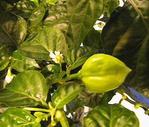 Chilli growing at Casey in the hydroponics facility winter 2014