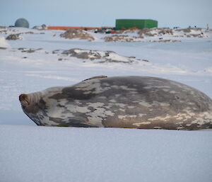 A large Weddell seal on the sea ice near Casey Wharf