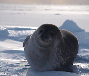 Weddell seal close up on the sea ice near Casey wharf September 2014