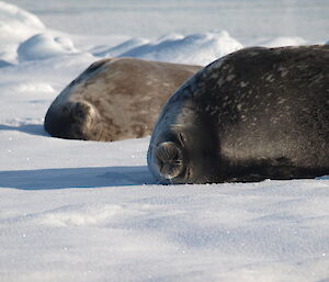 A large and small Weddell seal at Casey 2014