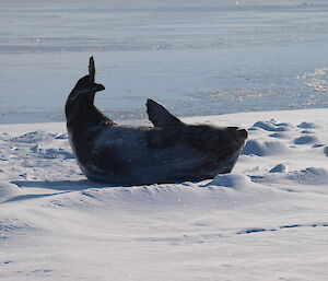A Weddell seal curling up in a stretch on the sea ice at Casey