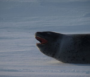 A leopard seal near Shirley Island Casey 2014