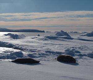 Two seals on the sea ice at Casey September 2014