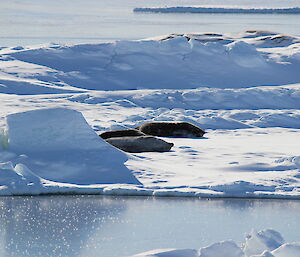 Weddell seals at the wharf at Casey September 2014