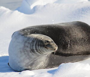 Weddell seal at the Casey wharf, September 2014