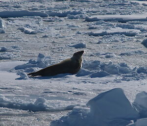 A crabeater seal on a piece of broken fast ice near the old Wilkes station