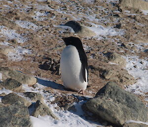 Adélie penguin at Whitney Point near Casey station