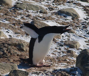 Adélie penguin calling for company