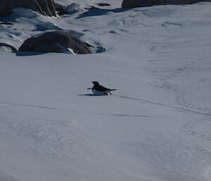 An Adélie penguin sliding on the ice at Whitney Point
