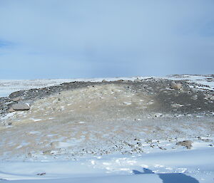 Blakeney Point Adélie colony at the end of winter, before the birds have returned