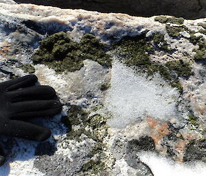 Fragile moss beds emerging from the snow at Whitney Point