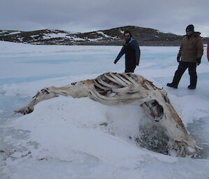 A dead seal on and in the sea ice near the Browning Peninsula