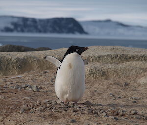 An Adelie penguin early returned to the breeding colonies on the Browning Peninsula making his nest of stones