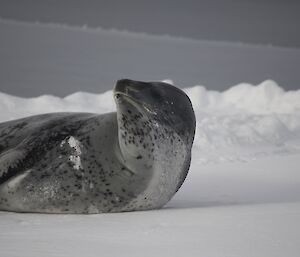 A leopard seal near Browning Peninsula