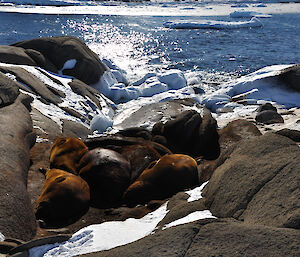 Elephants seals in summer on the Browning Peninsula