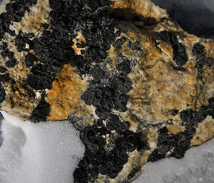 Lichen covered rock surrounded by snow