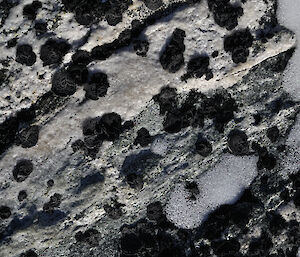 Lichen on rock surrounded by snow