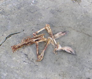 The remains of an Adelie penguin after being eaten by a Skua