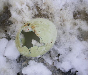 The remains of a stolen Adelie egg, with the contents consumed by a Skua