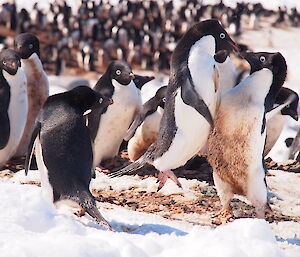 Two Adelie penguins bump chests in the air, whilst a scared onlooker flees to safety