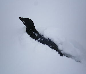 An Adelie penguin swims through the snow powder, with head poking above snow level
