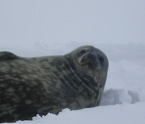 A seal looks at the camera from the sea-ice enroute to Shirley island