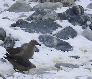 Skuas inspect the snow and rocks surrounding a penguin colony on Shirley Island