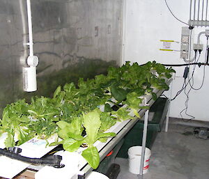 The lettuce, rocket and silverbeet bay in Hydroponics
