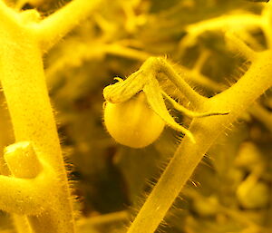 A baby tomato in Hydroponics