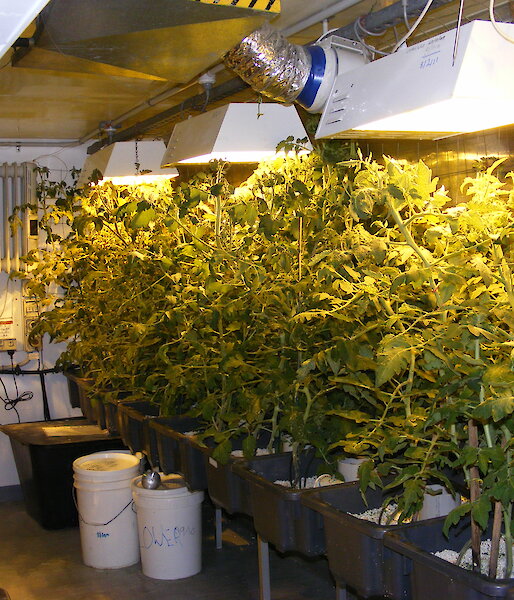 Tomatoes going strong in Hydroponics