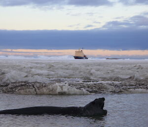 Our solitary elephant seal is not phased by the new arrivals from the cruise ship