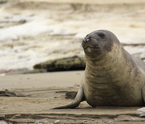 Seal on the beach