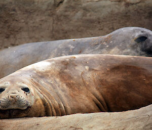 Elephant seals at Old Wallow